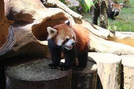 Panda merah. News Taman Safari Bogor