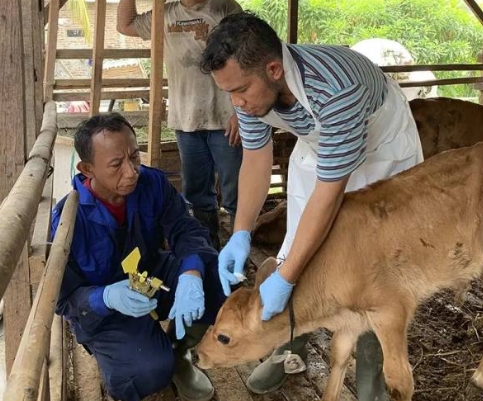 Sapi di Kota Tangerang Sudah Divaksinasi PMK