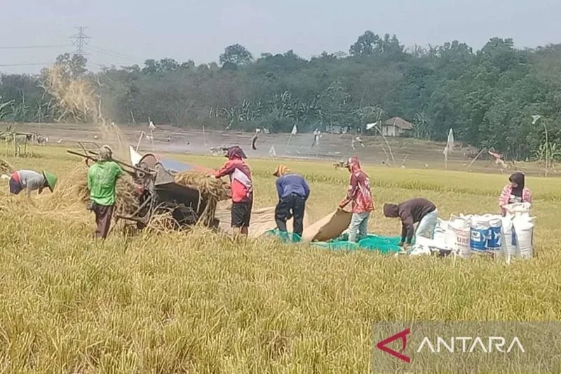 Petani di Desa Karangmulya, Kecamatan Bojongmangu, Kabupaten Bekasi, Jawa Barat, memanen padi di tengah bencana kekeringan, Kamis (12/10/2023). ANTARA/Pradita Kurniawan Syah.