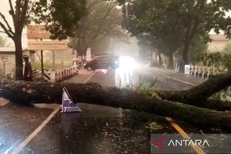Batang pohon yang tumbang menutupi bagian jalan penghubung Bandung dengan Cianjur di Kecamatan Karang Tengah, Kabupaten Cianjur, Provinsi Jawa Barat Selasa (24/10/2023). (ANTARA/Ahmad Fikri)