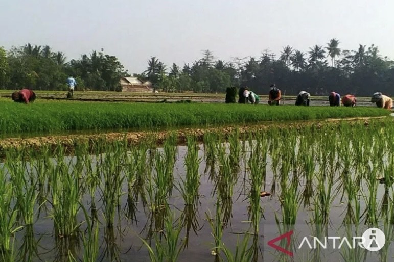 40 Ribu Hektare Sawah di Karawang Sudah Masuk Program Asuransi Pertanian